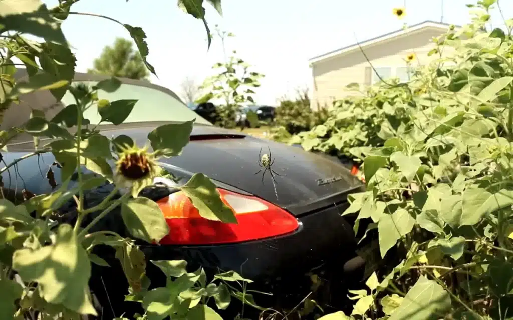 Abandoned Porsche Boxster on Facebook Marketplace was left abandoned in an overgrown field in Texas