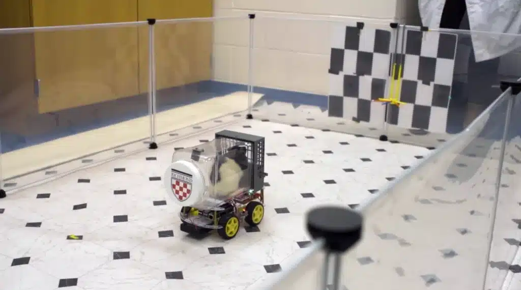 Rats driving cars in new experiment