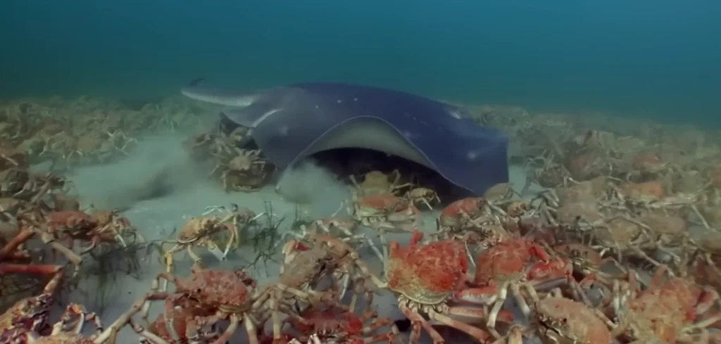 Robot disguised as a crab was put in the ocean and an army of real crabs came to defend it from a stingray
