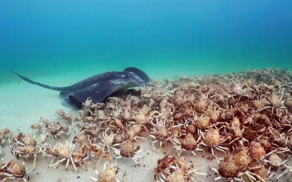 Robot disguised as a crab was put in the ocean and an army of real crabs came to defend it from a stingray