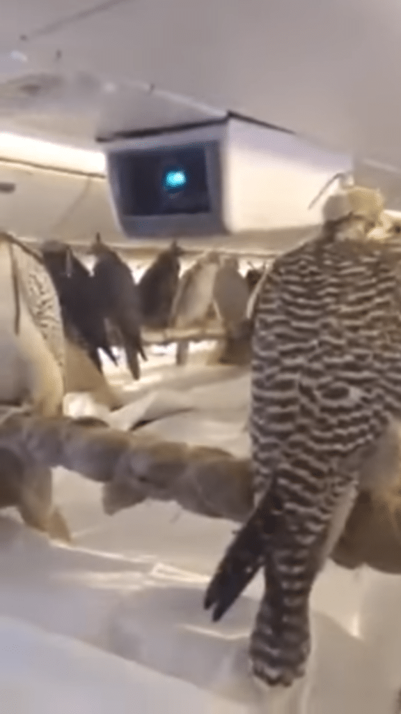 Saudi prince bought 80 seats on a plane for his pet falcons