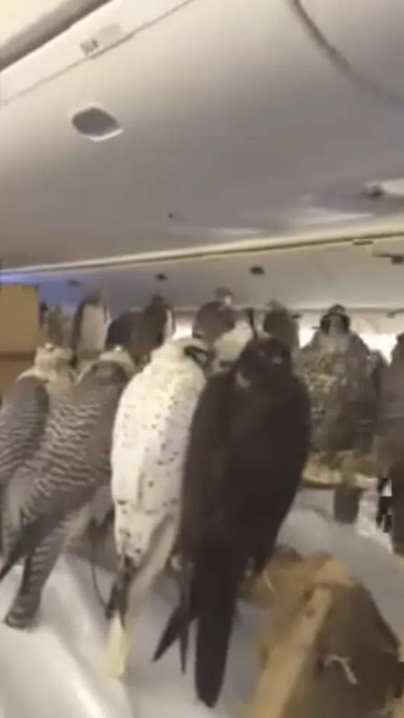 Saudi prince bought 80 seats on a plane for his pet falcons