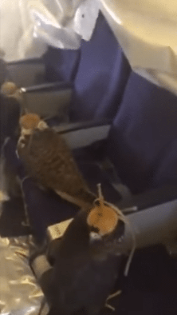 Saudi prince bought 80 seats on a plane for his pet falcons