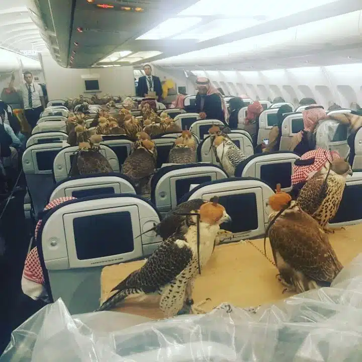 Qatar store airways falcon