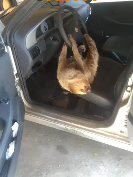 Brazilian man finds sloth behind the wheel of his car in the slowest ever hijacking