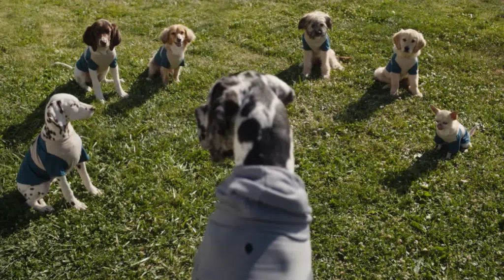 Subaru dog advertisements are paws-itively driving sales and stealing hearts everywhere