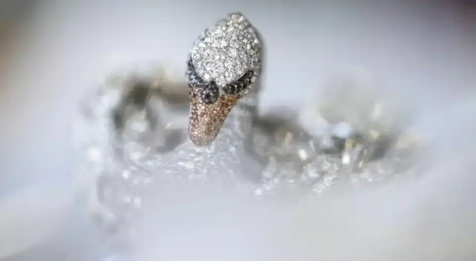 Chopard unveils $920,000 Swan Lake watch with 35 carats of diamonds and hidden dial