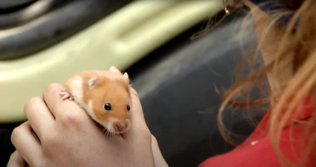 How Volvo's patented steering tech turned a hamster into a truck driver