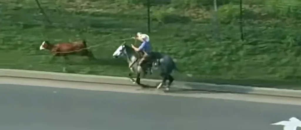 When the Oklahoma police couldn’t catch a loose cow on the road, they decided to call in a real cowboy to finish the job