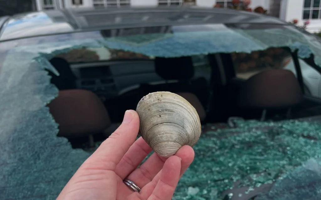 In Nantucket, a seagull’s clam-cracking trick leaves a car with a broken window