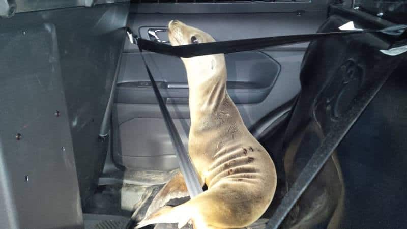 Seal rescued from the road is put in the back of a police car