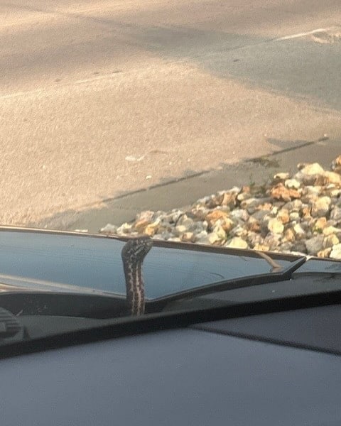 Snake pops out of Missouri woman’s hood while driving son to baseball, the surprise of her life