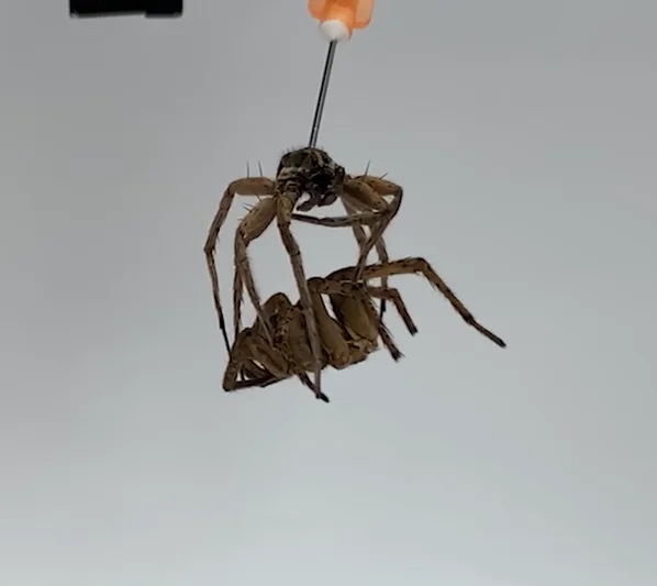 Corpse of a dead spider turned into a robot using 'Necrobotics'