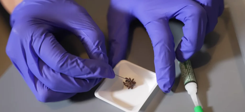 Corpse of a dead spider turned into a robot using 'Necrobotics'