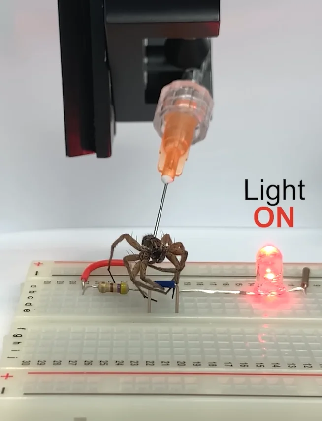 Corpse of a dead spider turned into a robot using 'Necrobotics'