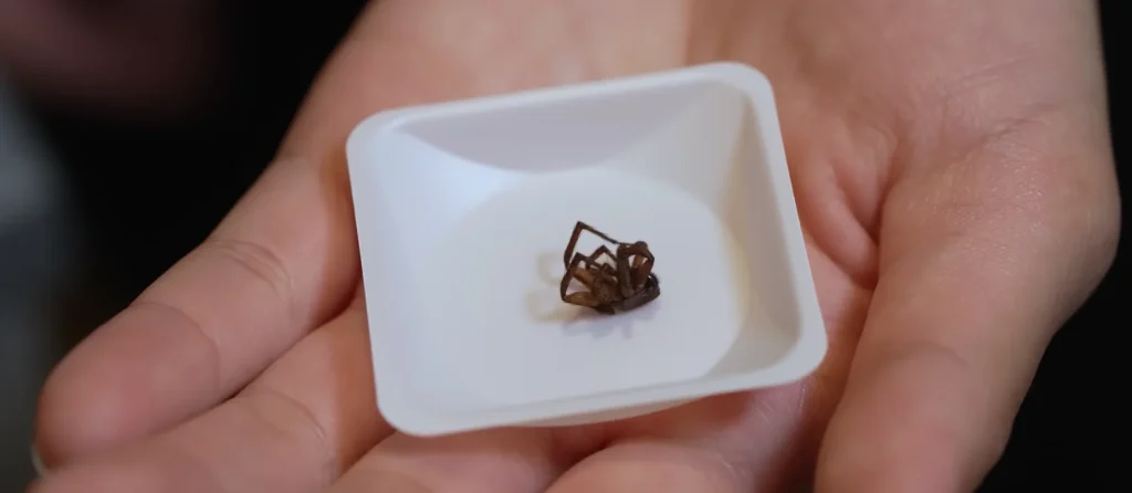Corpse of a dead spider turned into a robot using 'Necrobotics'