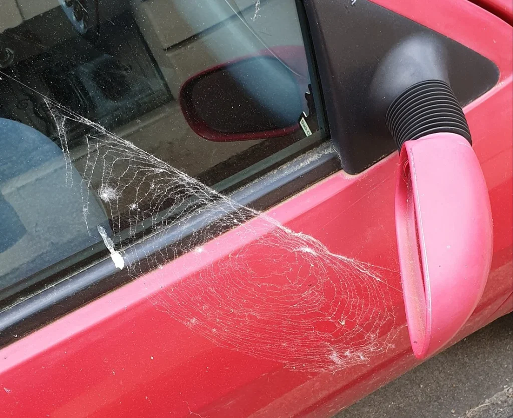 These are some clever tricks you can use to stop getting lots of spiders in your car in winter