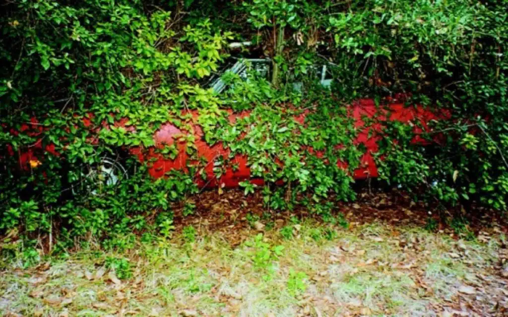 Superbird-in-the-bushes