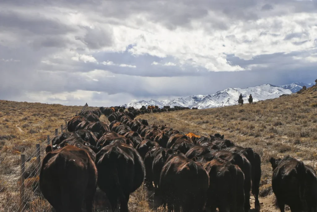 Theres a ranch in Wyoming thats larger than Los Angeles and New York City put together and its currently for sale swan land 3