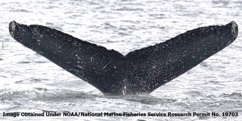 Scientists hold groundbreaking 20-minute 'conversation' with humpback whale