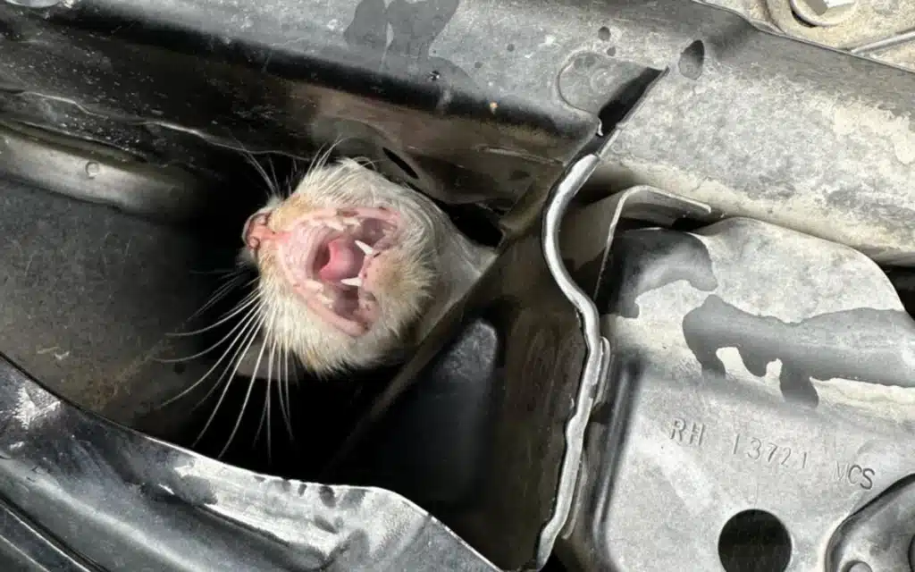 A cat stuck in the engine bay of a cadillac escalade
