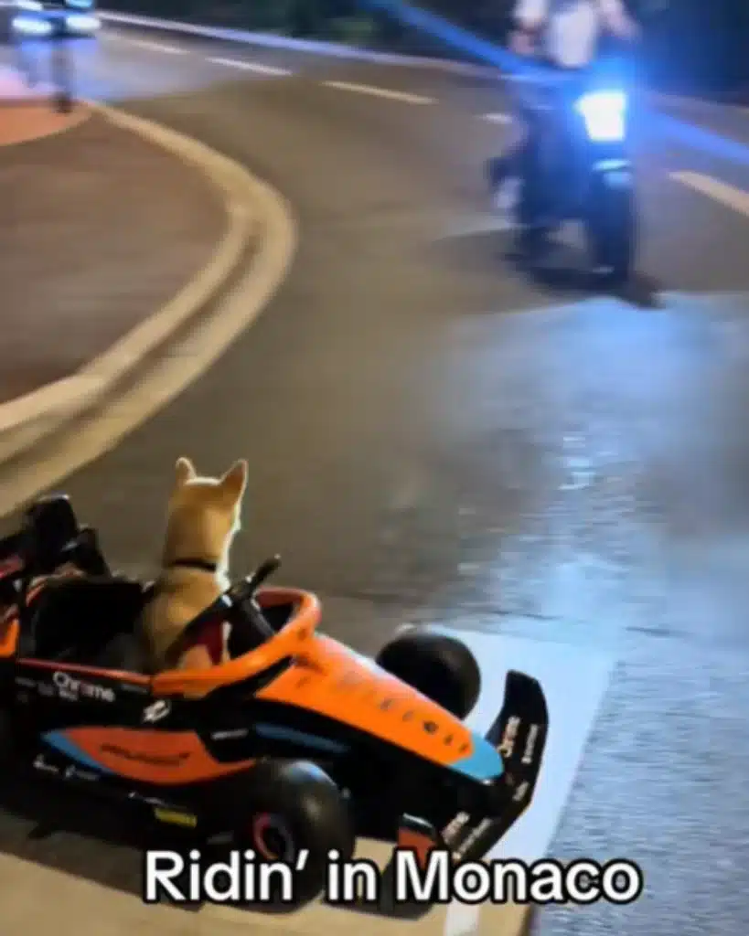 A very composed Shiba Inu riding in a mini McLaren F1 car, crossing the road in Monaco