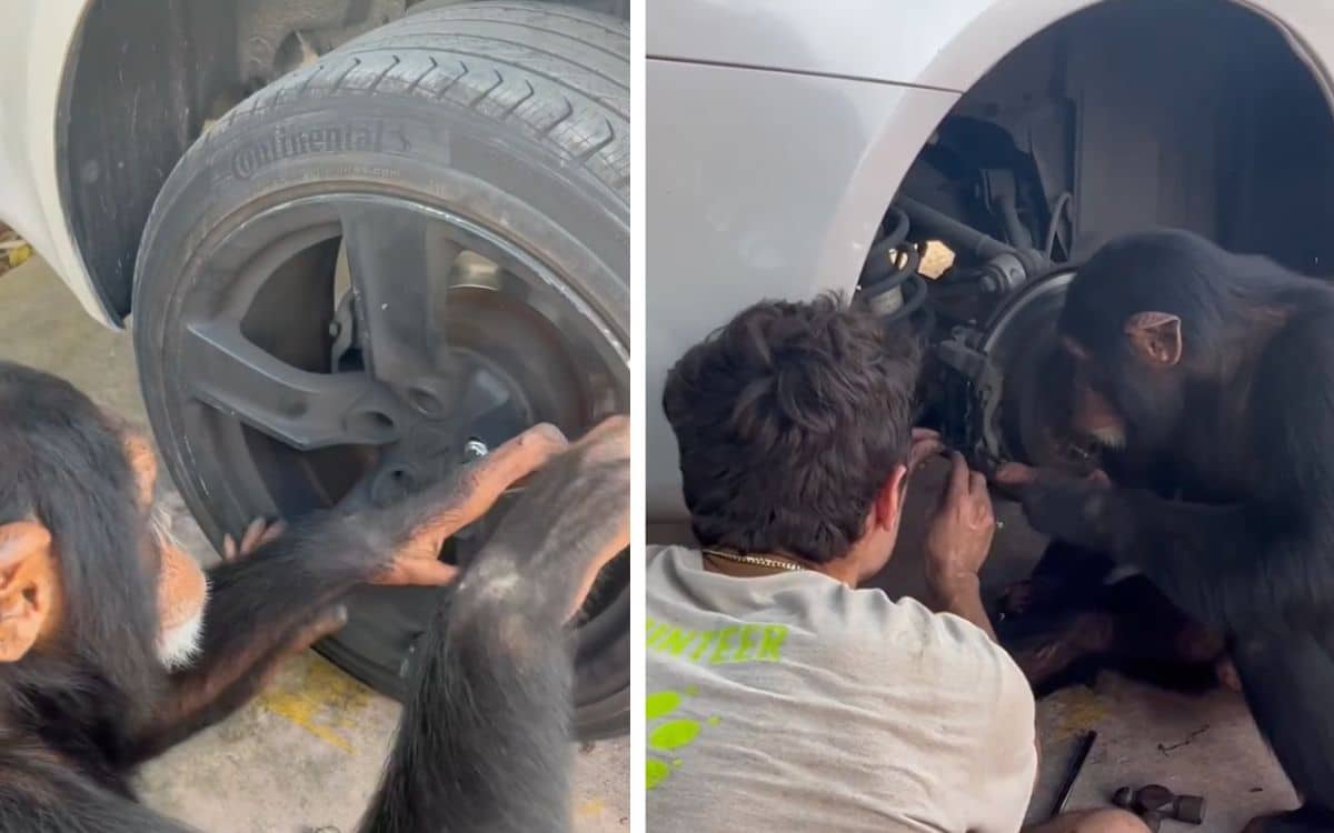 Mechanic chimp named Limbani is actually capable of changing break pads