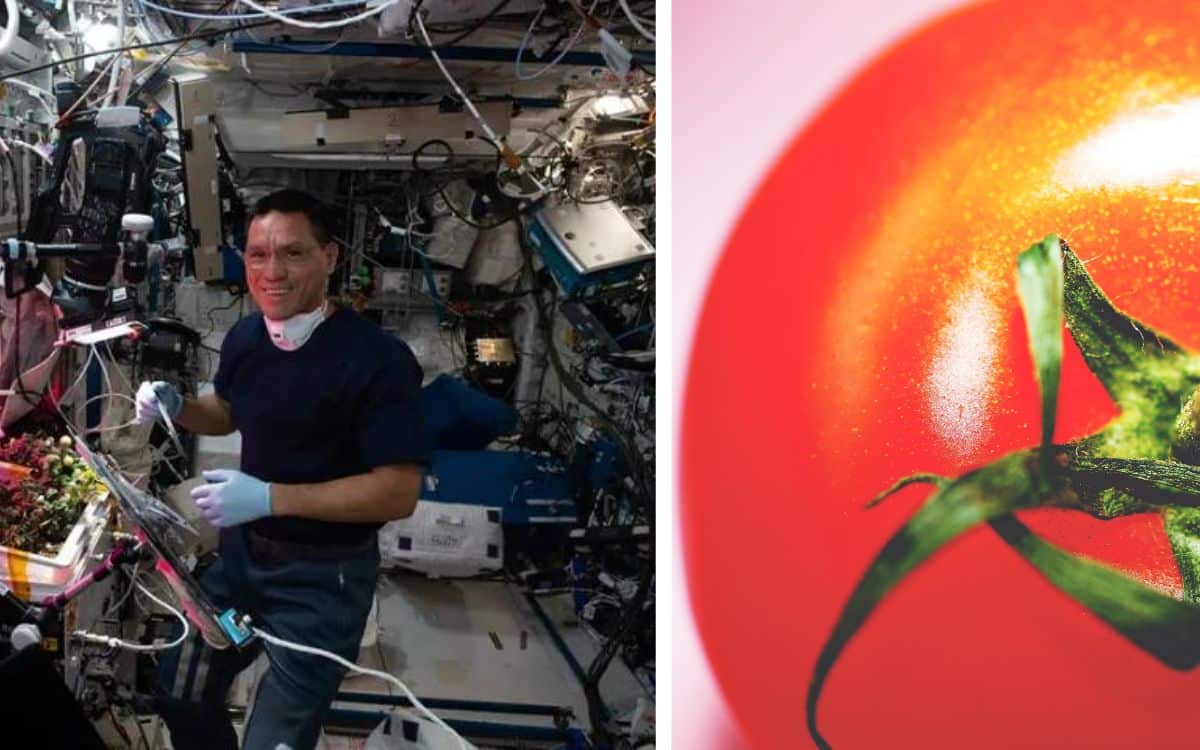 Astronauts finally find missing tomato that was lost for 8 months in the ISS