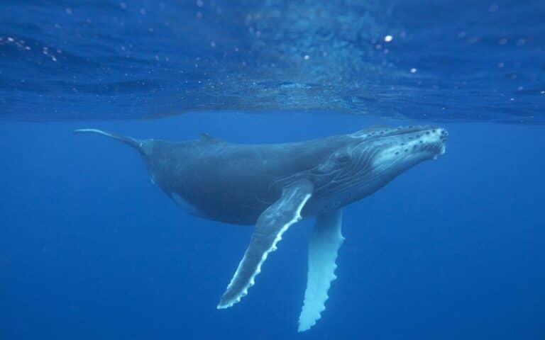 Scientists hold groundbreaking 20-minute 'conversation' with humpback whale