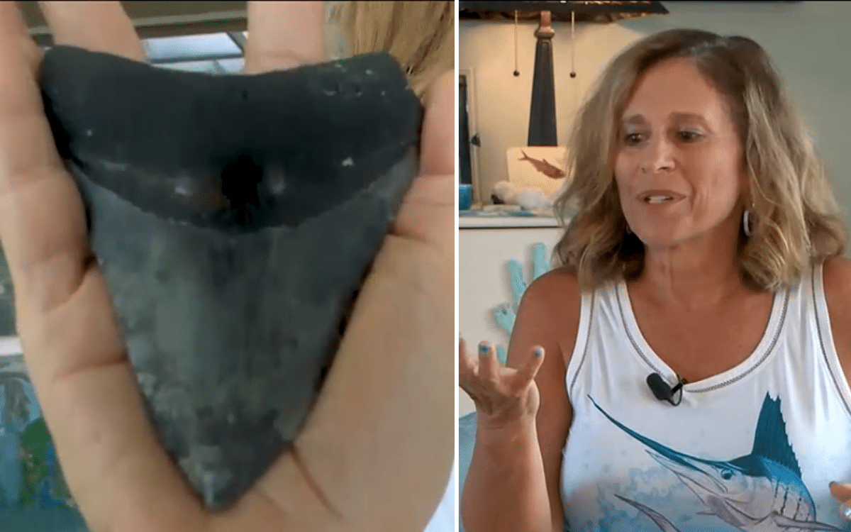 Woman finds 12 million-year-old megalodon tooth at the beach