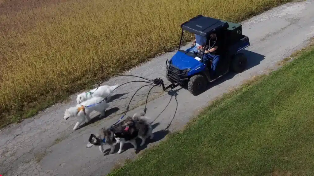 This Maryland man built a six-door dog Ford limo and a fleet of dog-powered cars