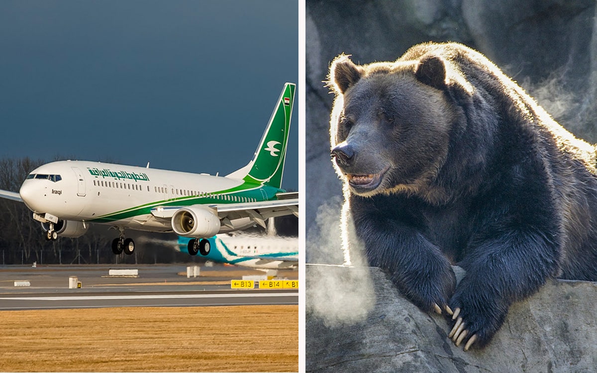 Bear escapes on plane in Dubai