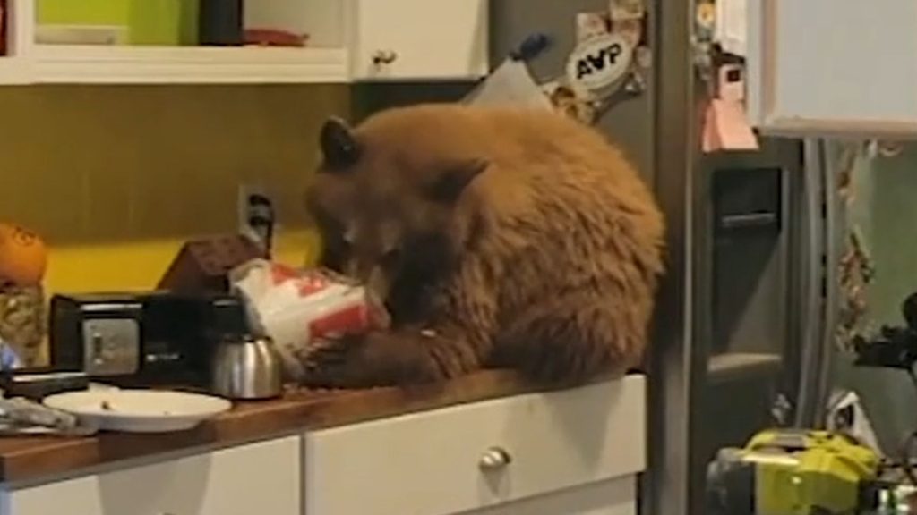A bear caught eating KFC on a kitchen counter in a US home.