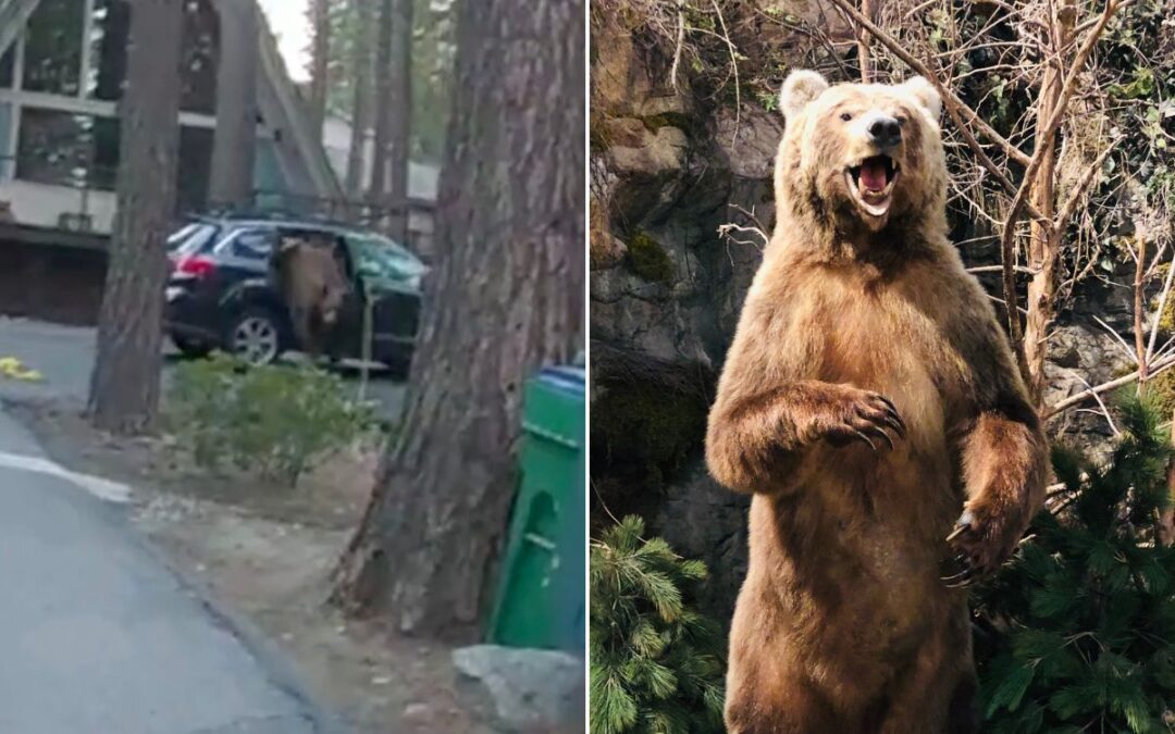 Watch police attempt to free a bear trapped in a Subaru Outback