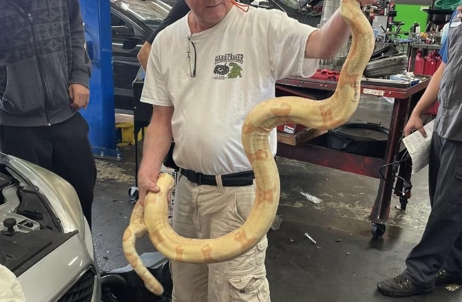 Boa constrictor found in engine bay