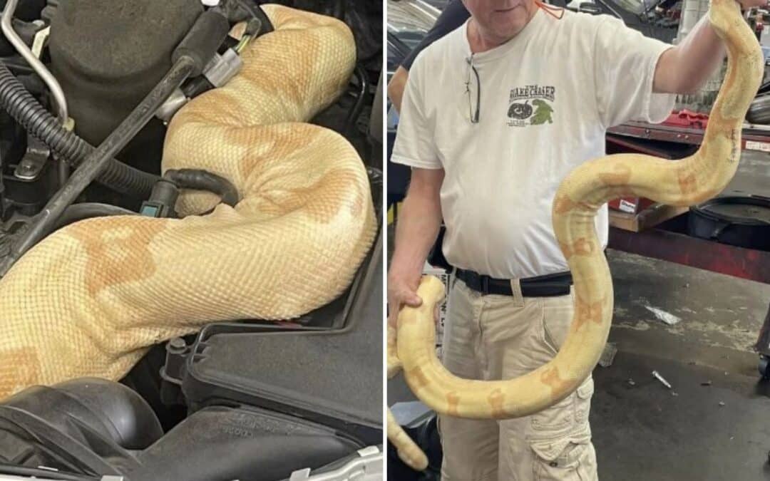 Mechanics just lifted the hood of this car to find an 8-foot boa constrictor