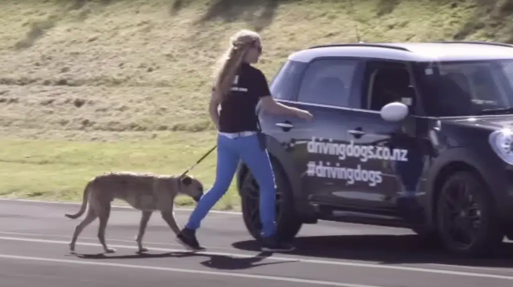 There's a canine driving school in NZ that proves how intelligent dogs can be