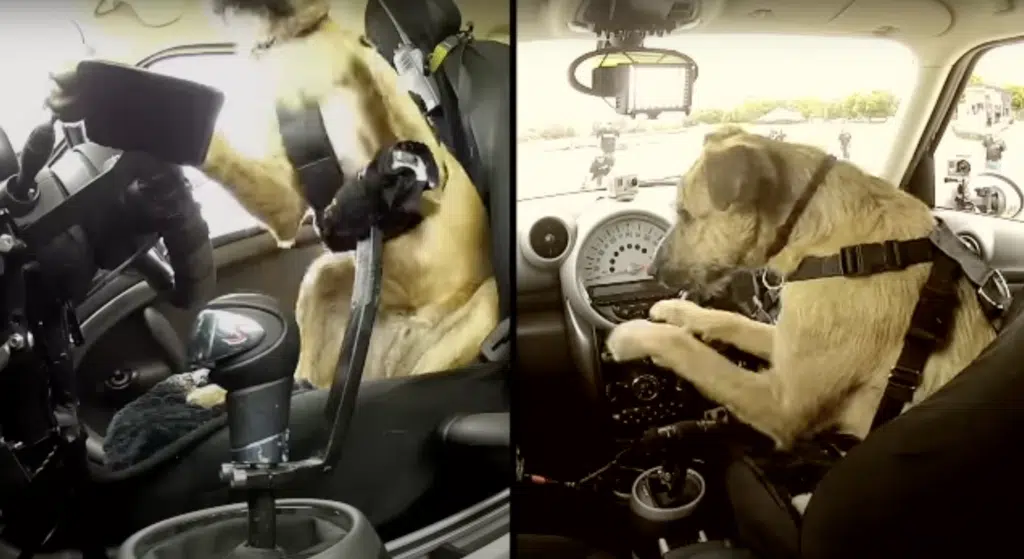 There's a canine driving school in NZ that proves how intelligent dogs can be