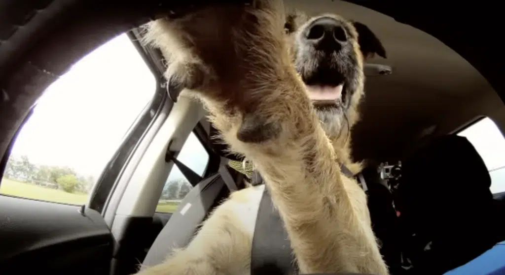 There's a canine driving school in NZ that proves how intelligent dogs can be