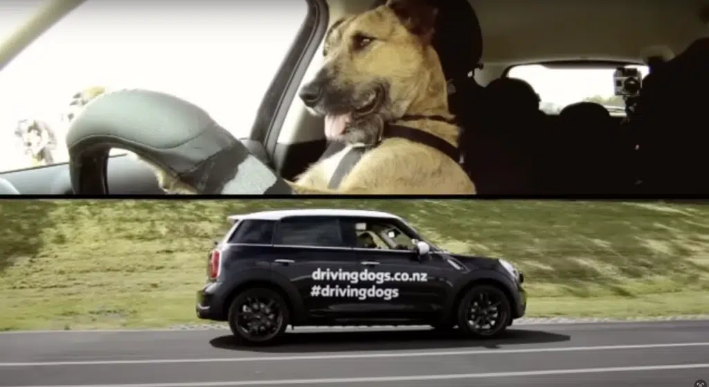 There's a canine driving school in NZ that proves how intelligent dogs can be