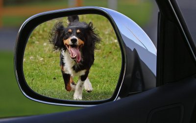 7 Amazon dog buys every pet owner needs for car trips