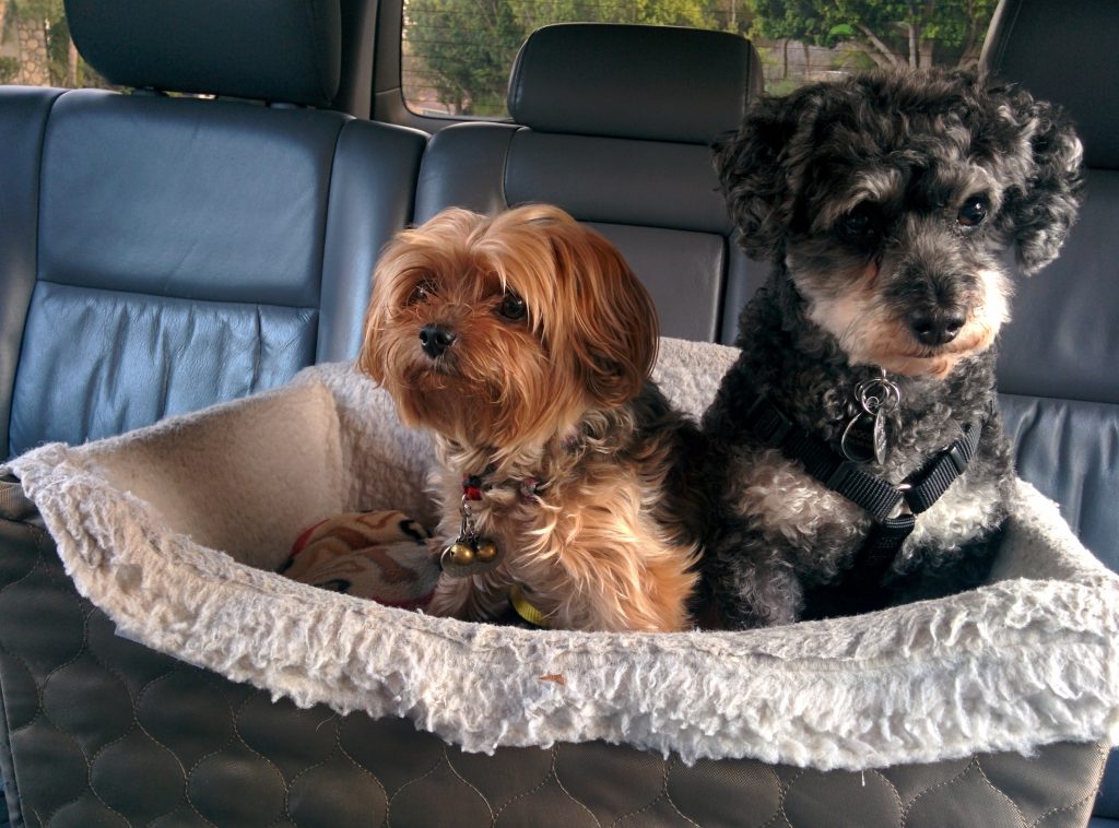 Two dogs sit in a car bed.