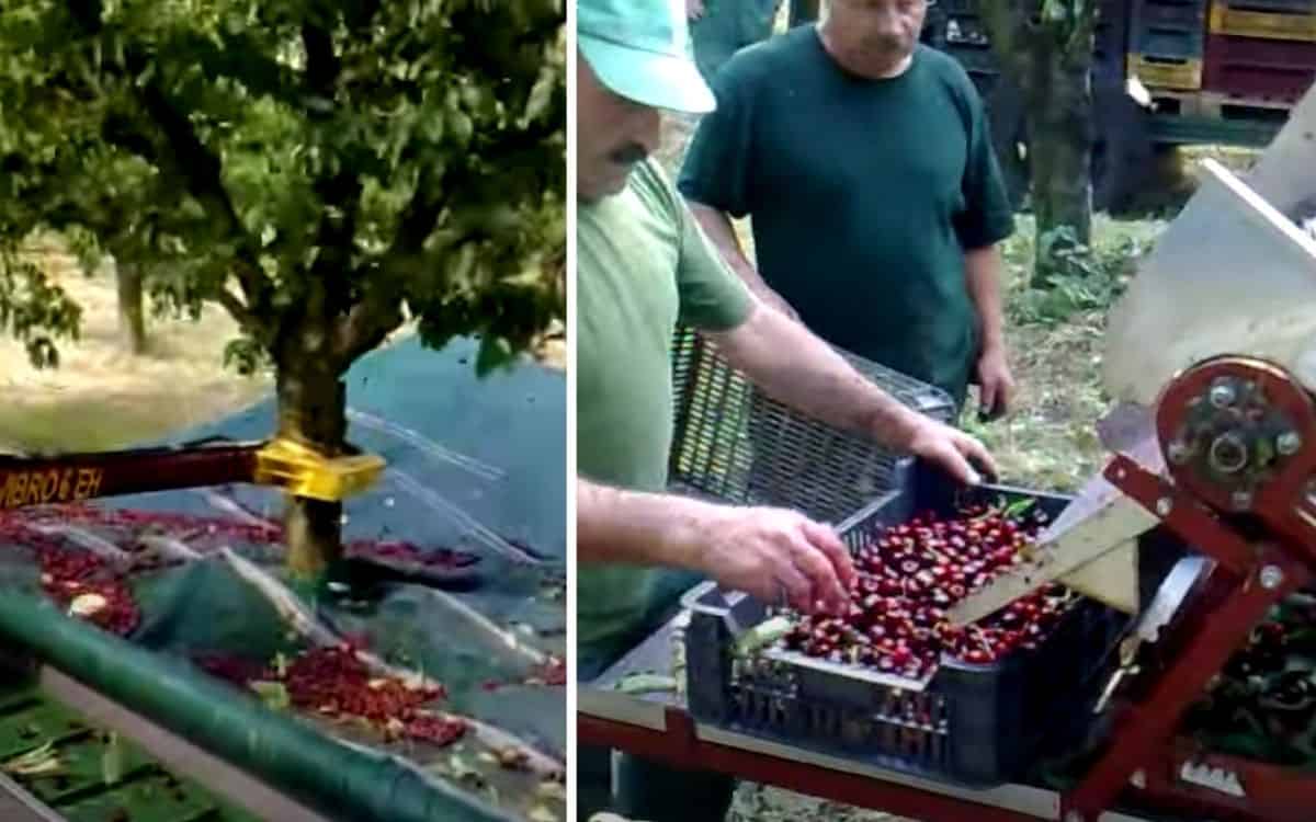 The cherry picking tree being used with a photo of the picked fruit.