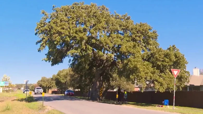 Texas crews are using futuristic tech to relocate a living 400-year-old landmark