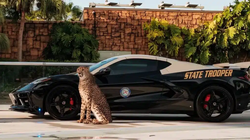 A C8 Corvette that was seized by the Florida Highway Patrol and then became a police vehicle has won America’s Best Looking Cruiser Contest