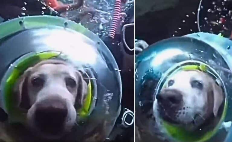 deep-sea diving dog lead image