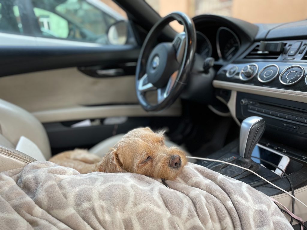 A dog sleeps in a car with his head on a blanket.