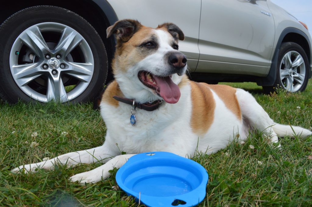 Travel water bowl for dogs