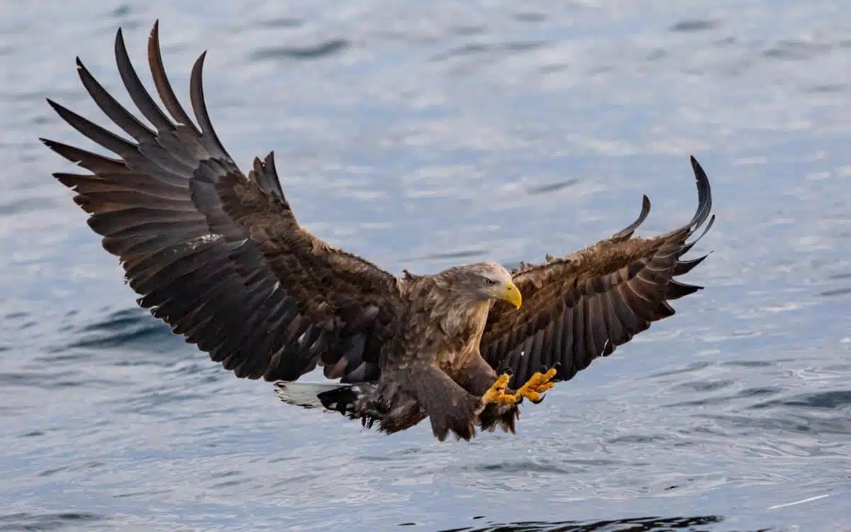Eagle in flight over the water 