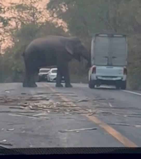 Elephant flips a car in Thailand